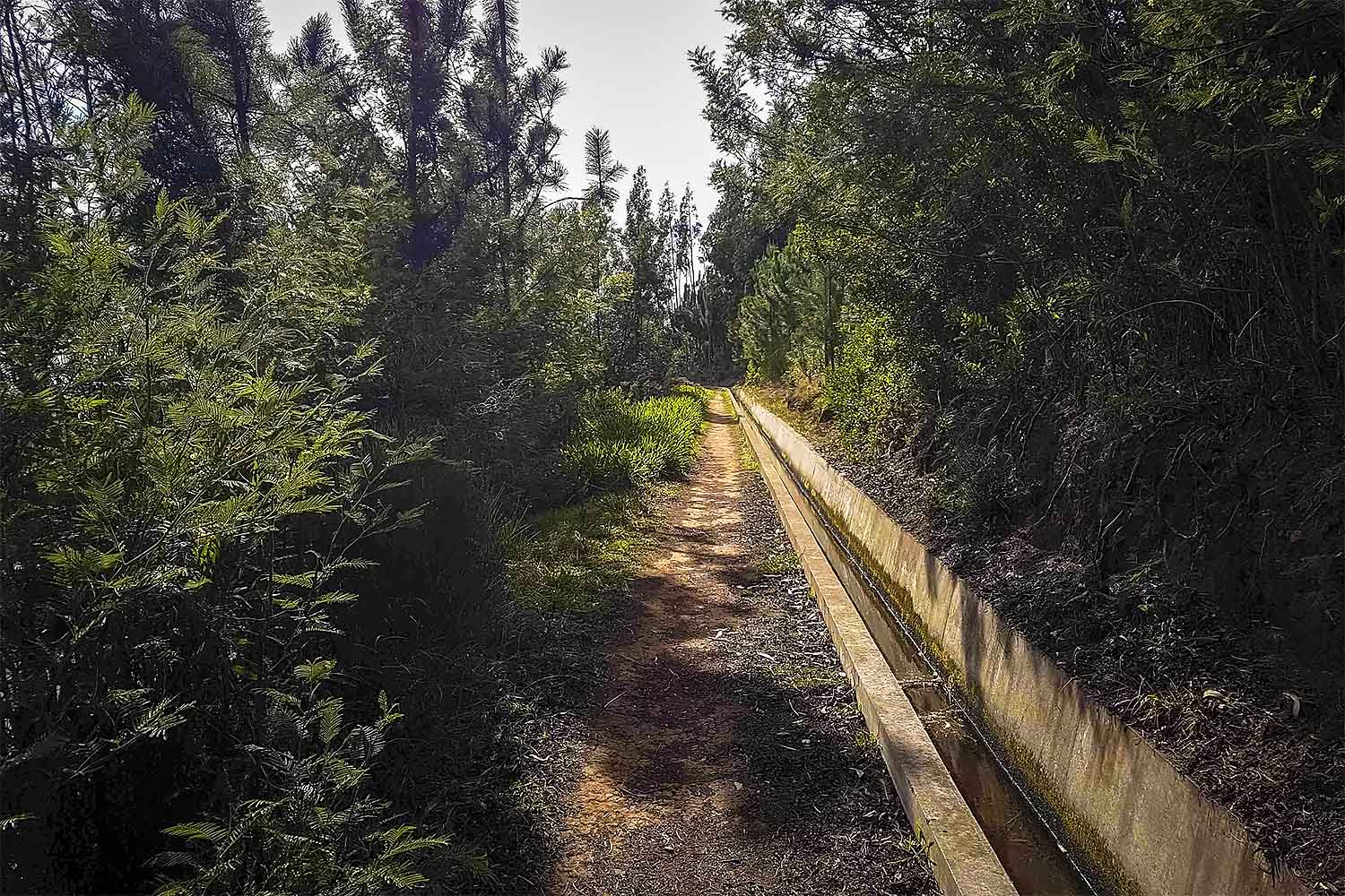 Camacha – Levada dos Tornos Walk