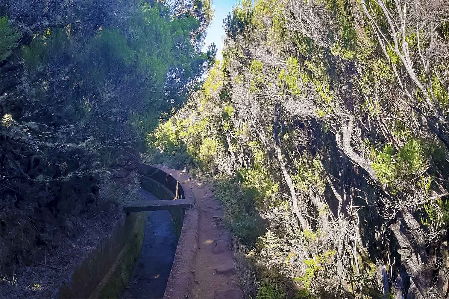 Levada Alecrim Walk