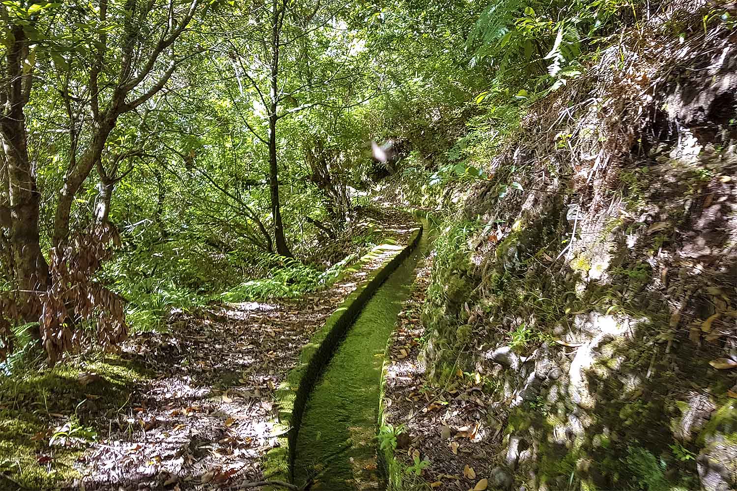Levada Boaventura Walk