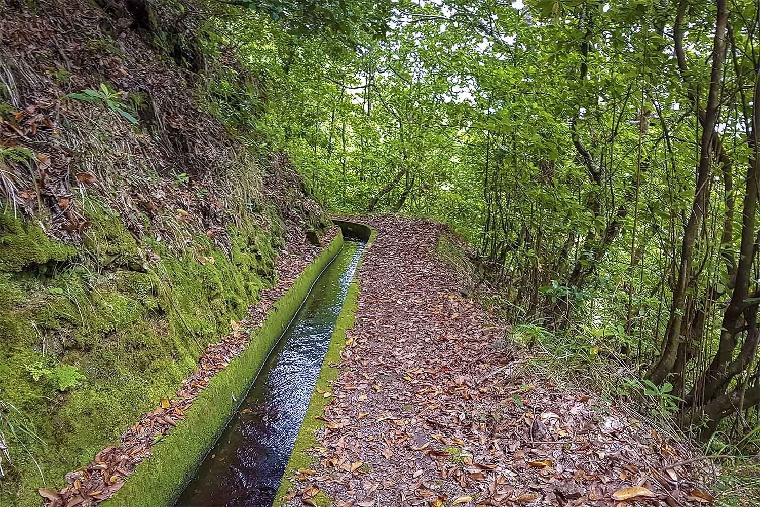 Levada Boaventura Walk