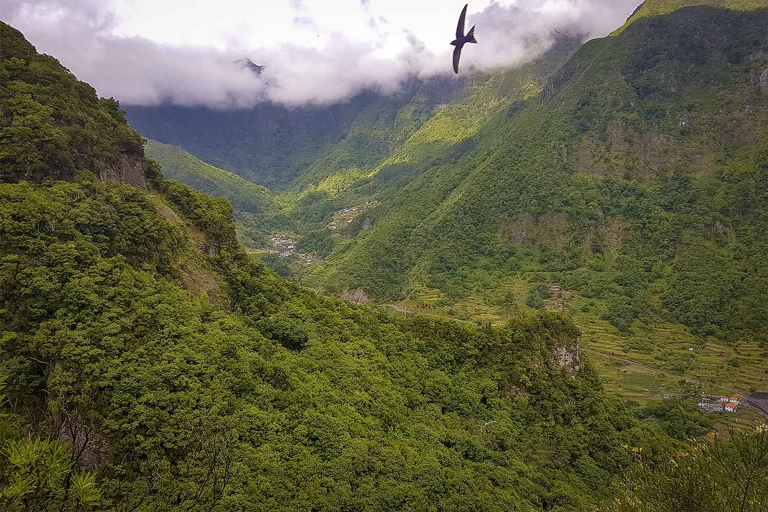 Levada Boaventura Walk