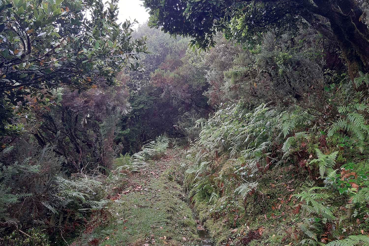 Levada Brasileiro – Levada do Moinho Walk