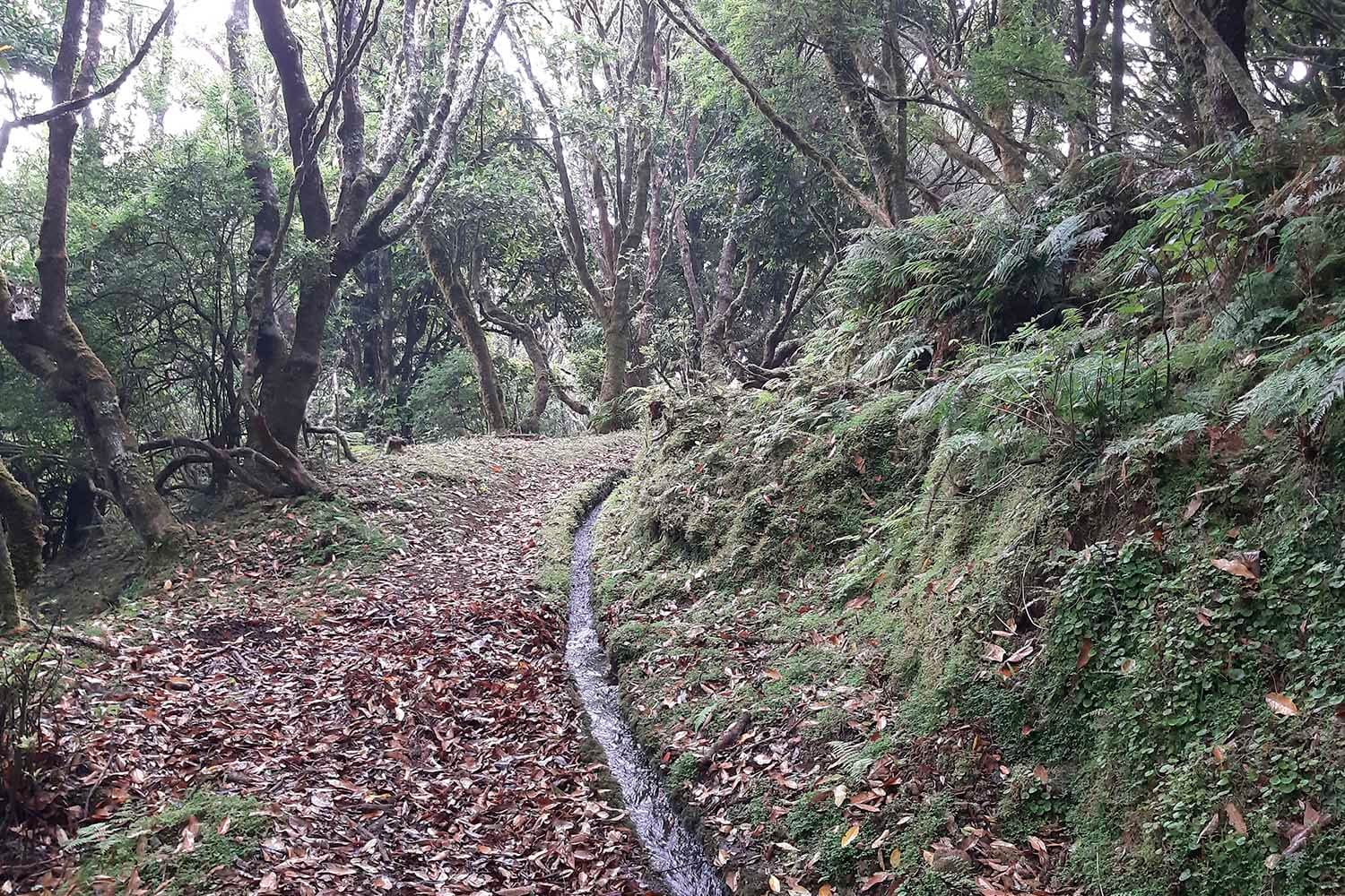 Levada Brasileiro – Levada do Moinho Walk