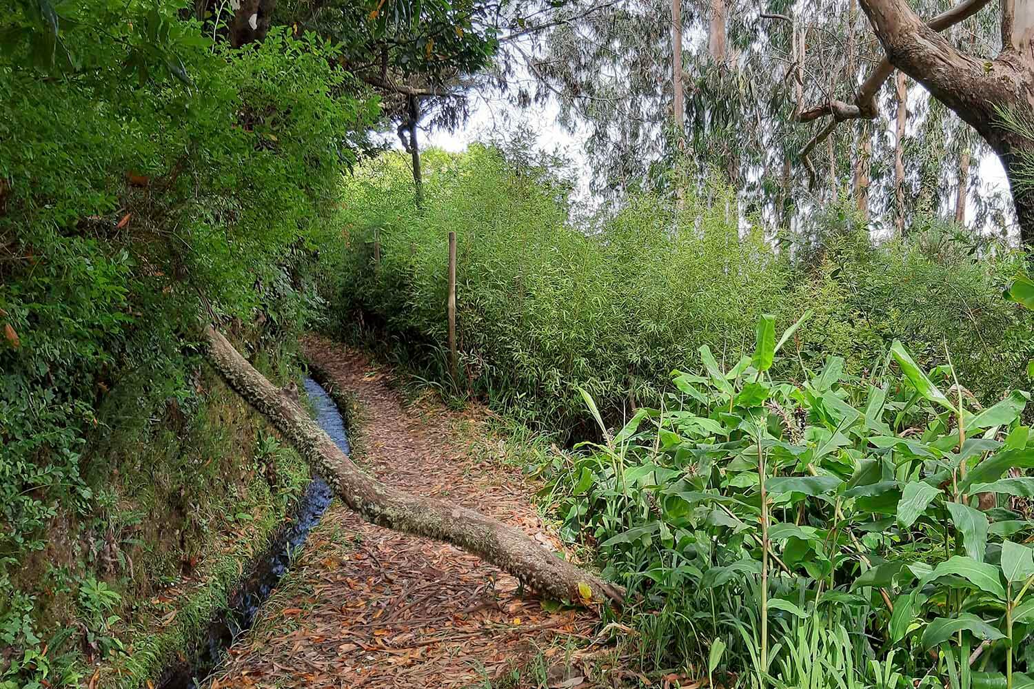 Levada Brasileiro – Levada do Moinho Walk