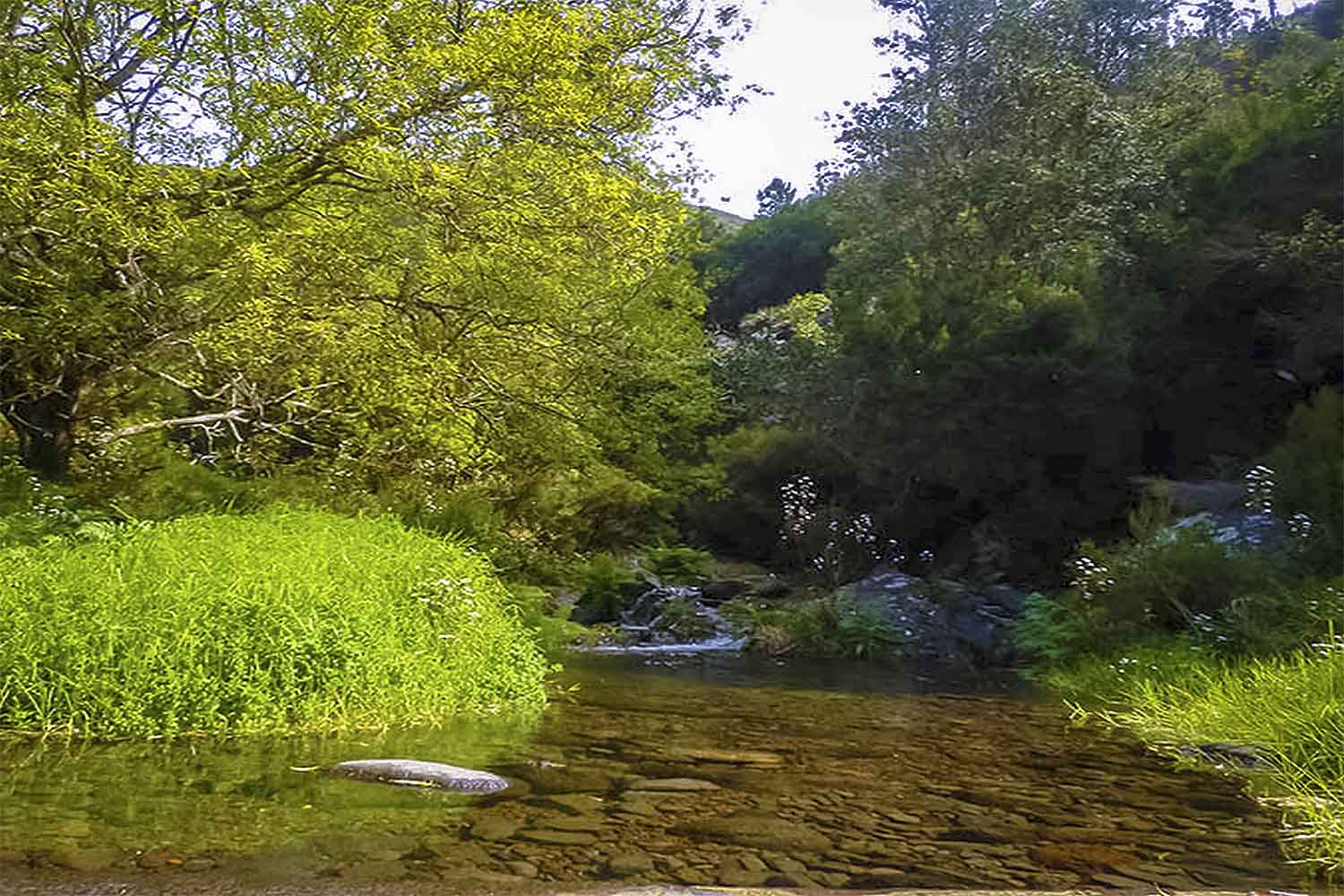 Levada Calheta – Prazeres Walk