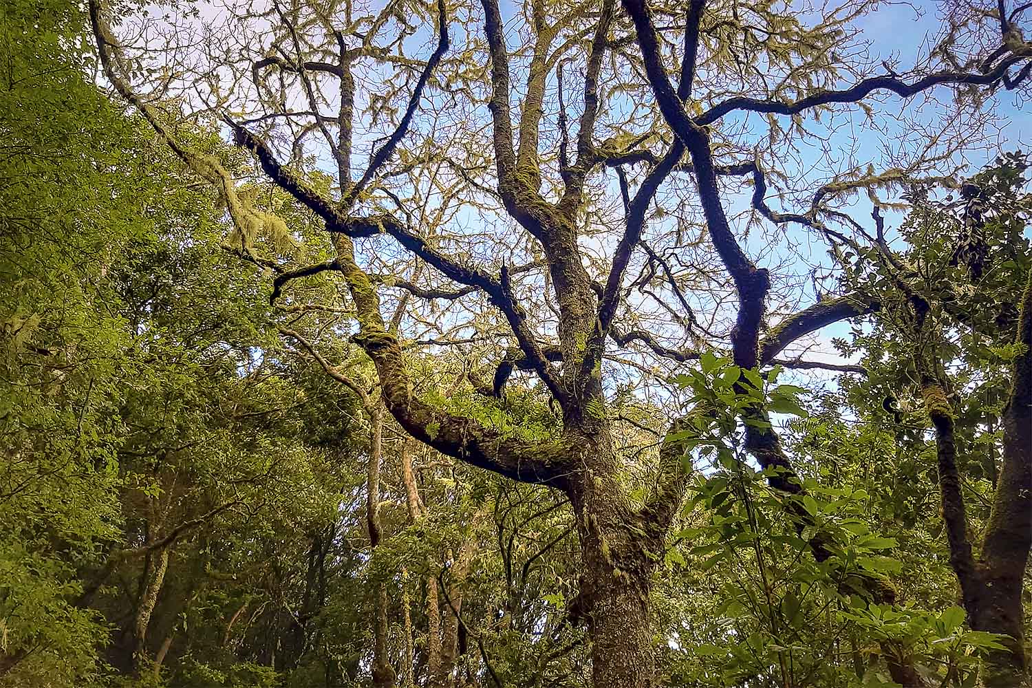 Levada Caminho para Todos Walk