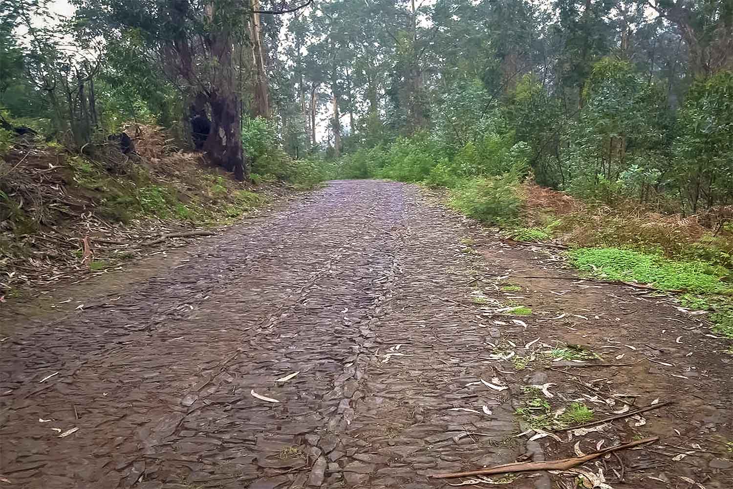 Levada da Serra do Faial – Camacha Walk