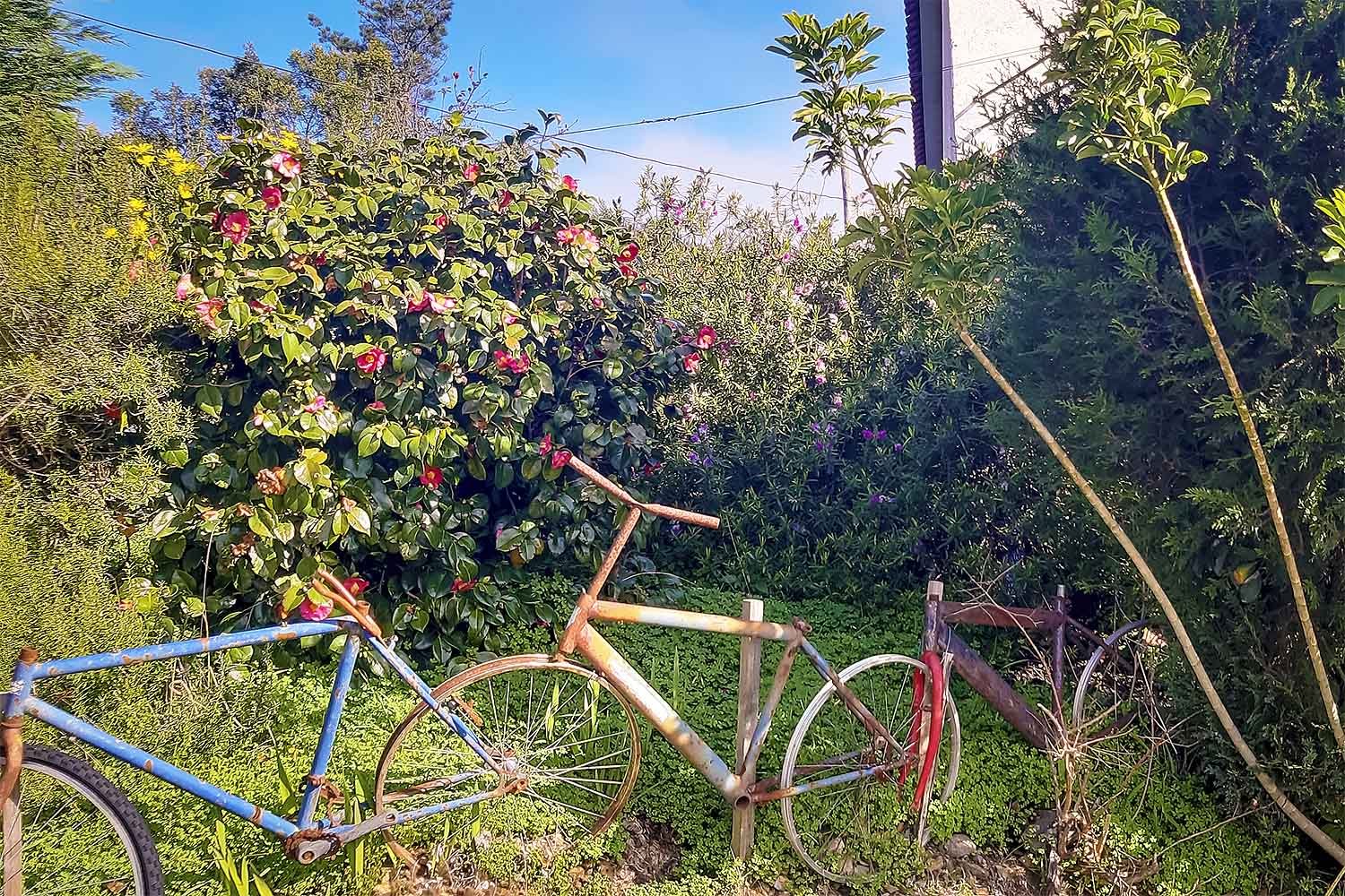 Levada da Serra do Faial – Camacha Walk