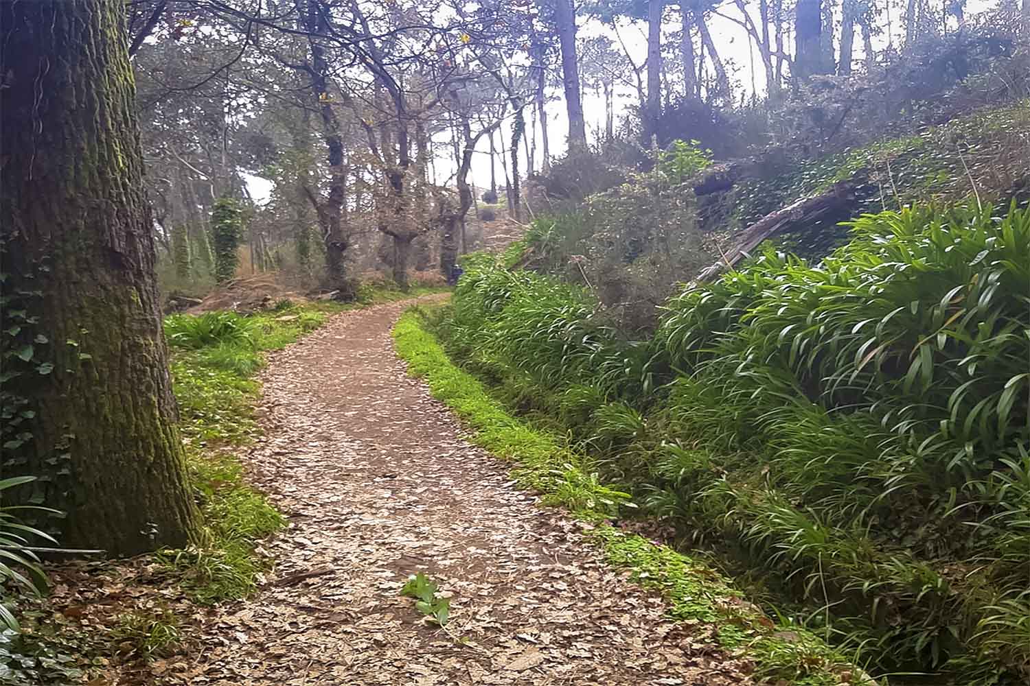 Levada da Serra do Faial – Camacha Walk
