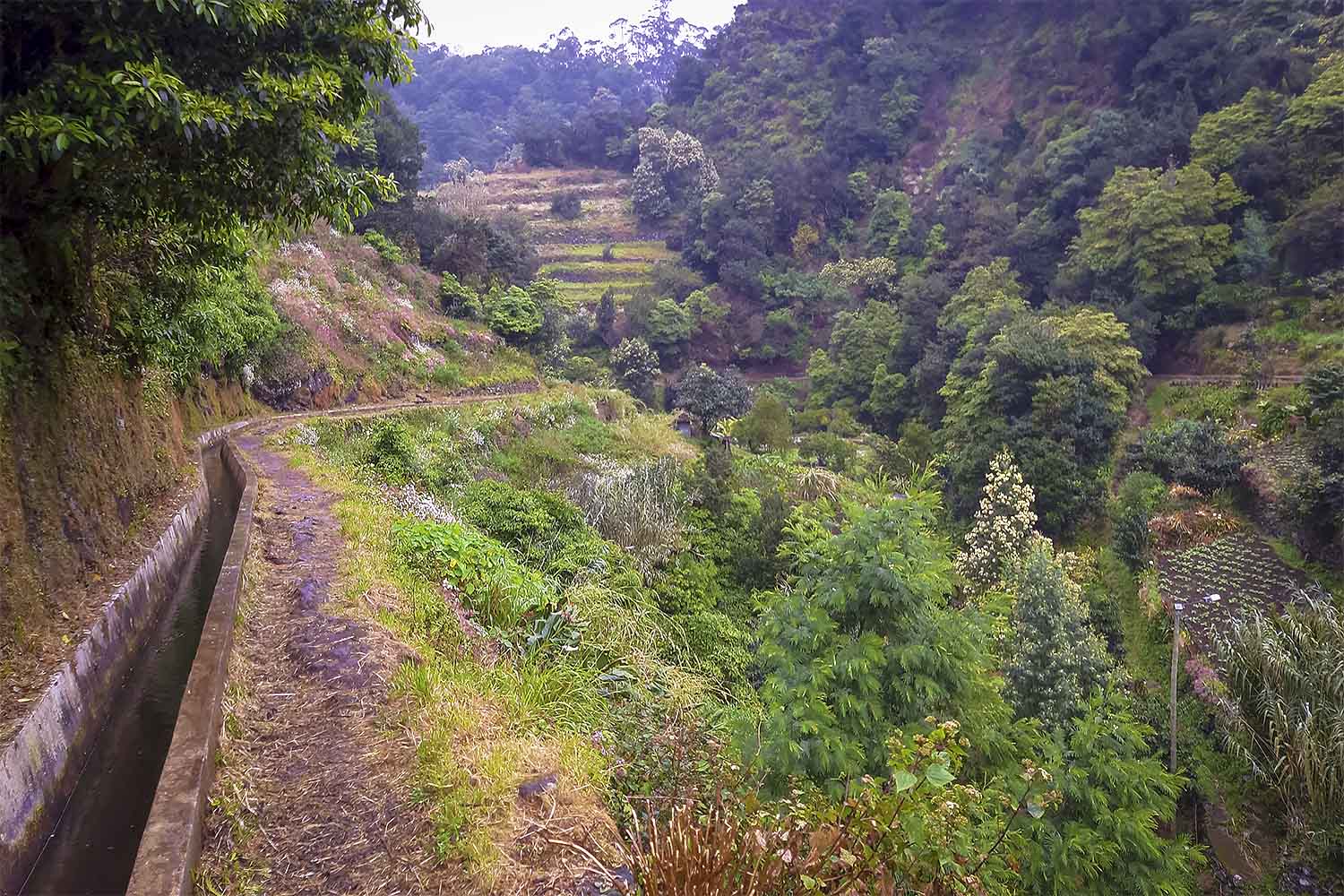 Levada do Caniçal – Machico Walk