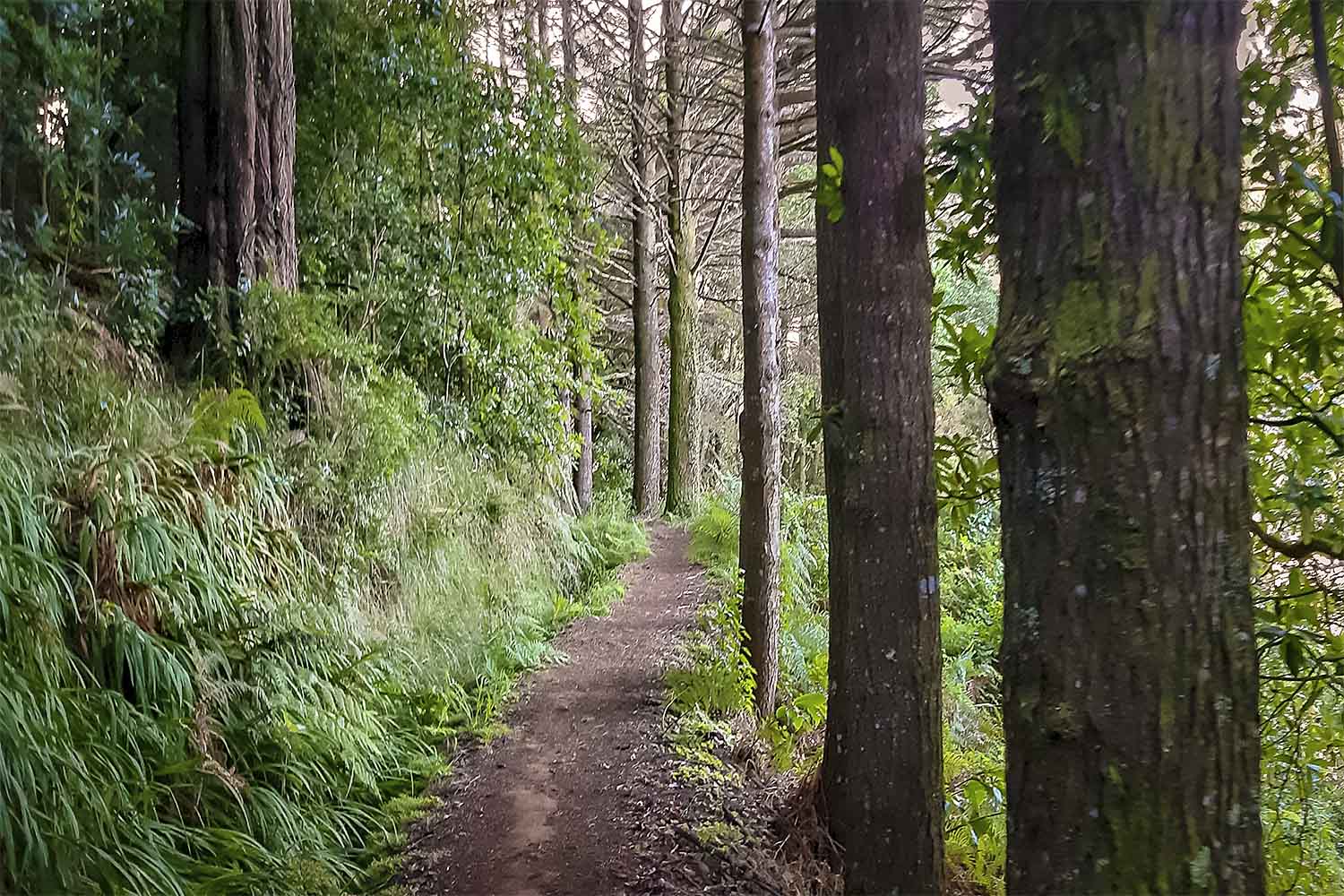 Levada do Moinho Walk