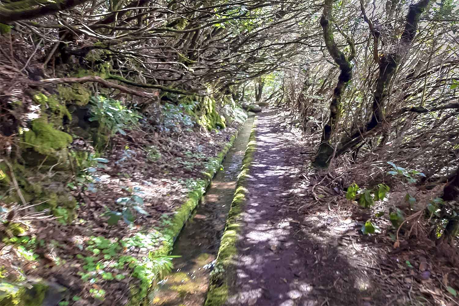 Levada do Moinho Walk