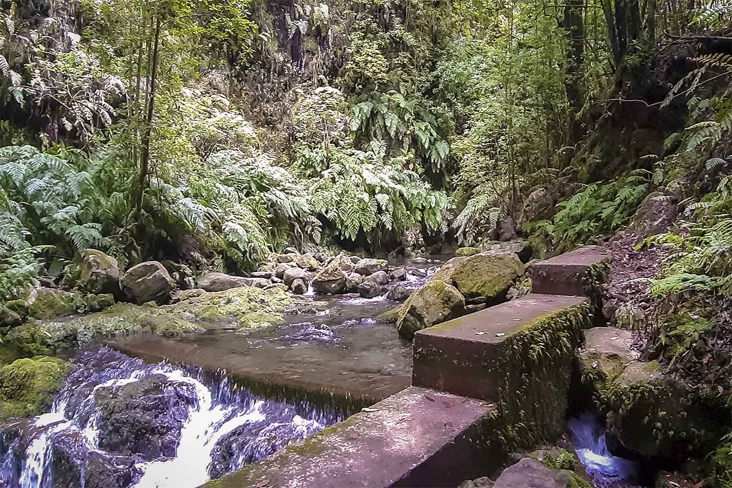 Levada do Rei Walk