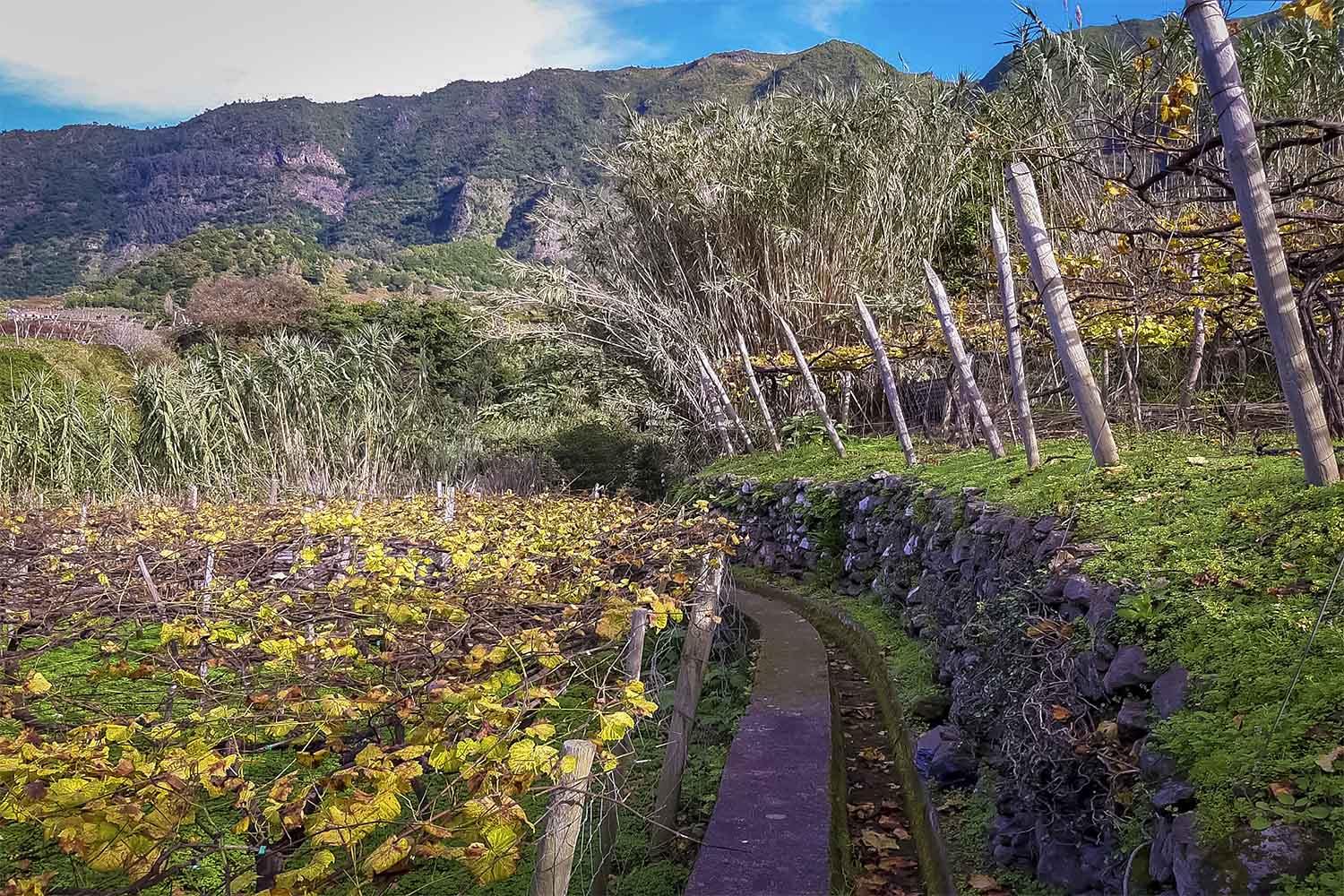 Levada dos Cardais Walk