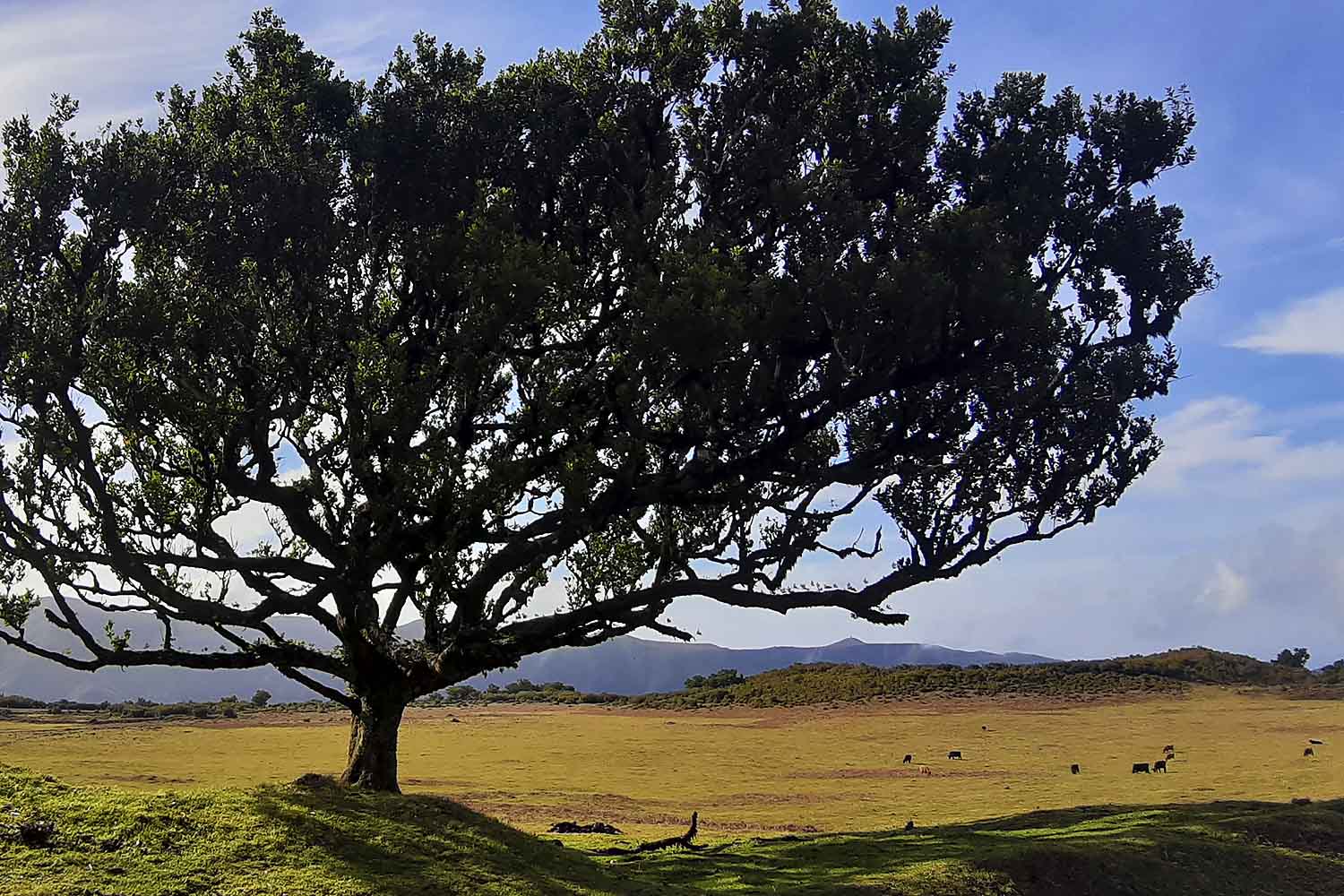 Levada dos Cedros – Fanal Walk