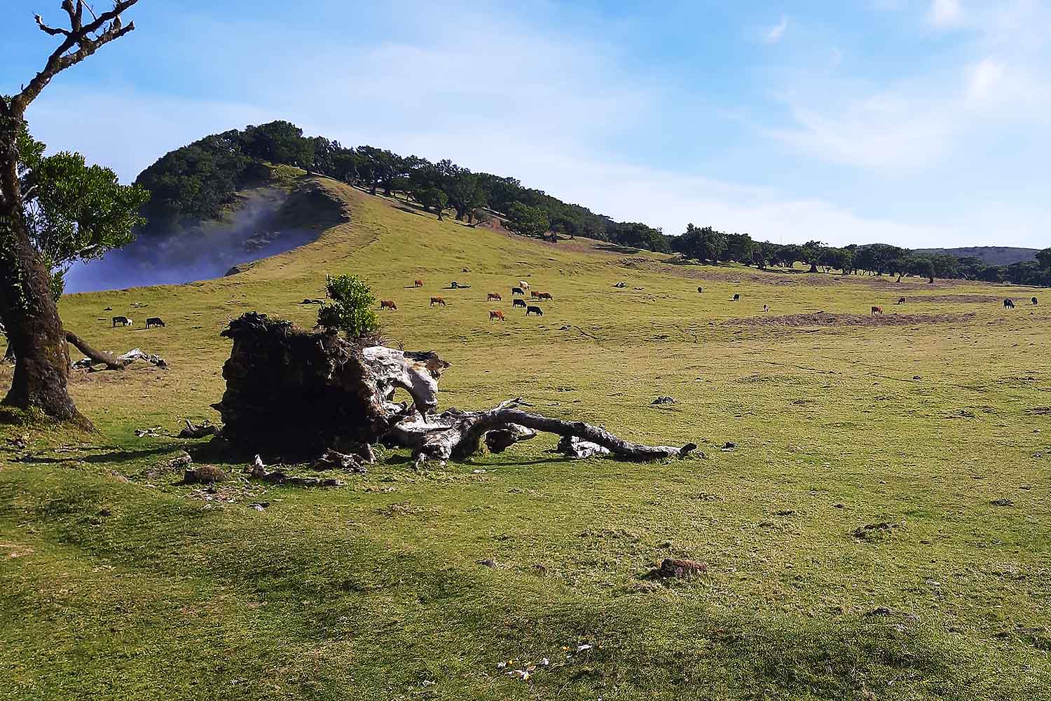 Levada dos Cedros – Fanal Walk