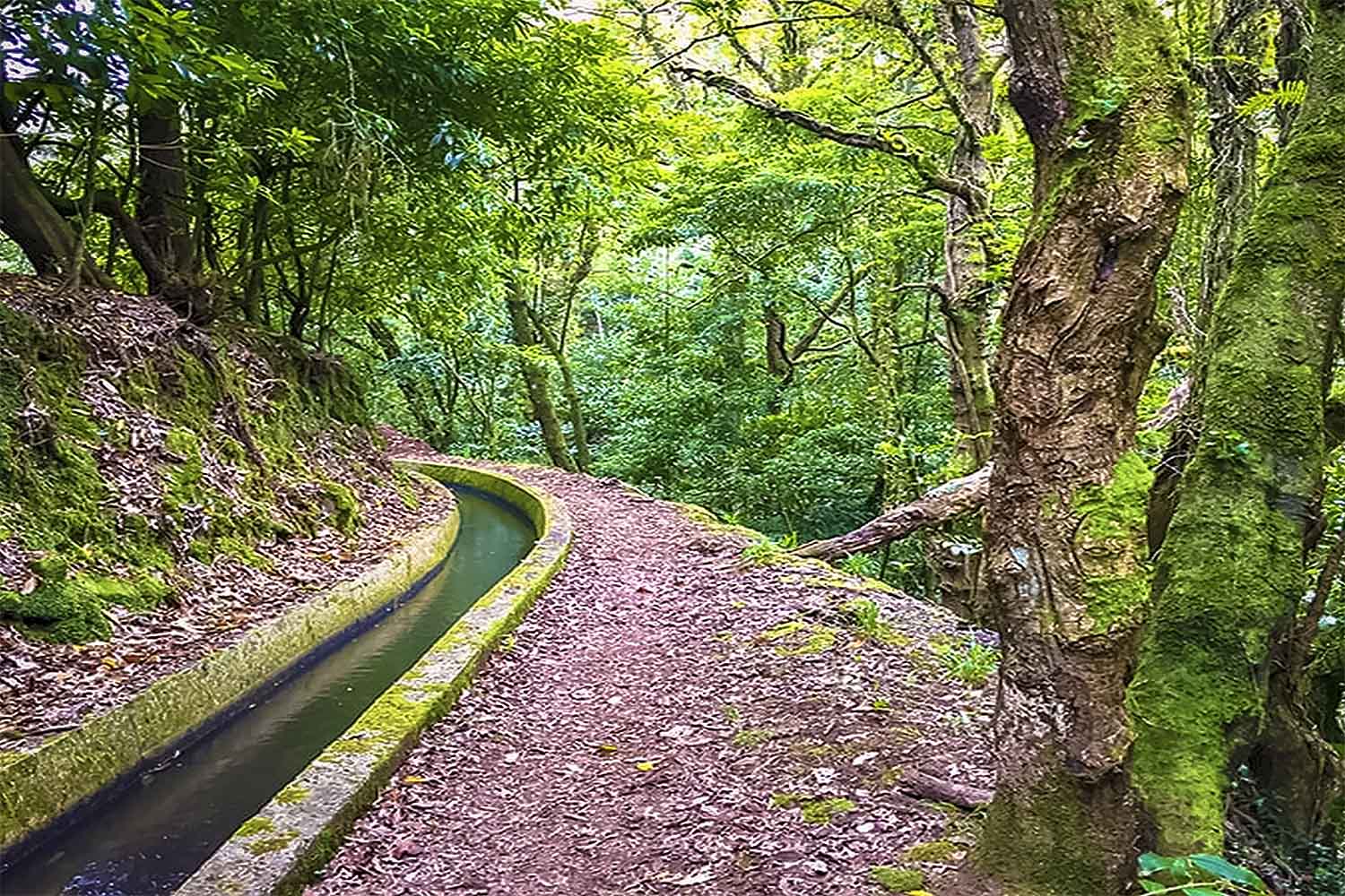 LEVADA NOVA – SANTO DA SERRA WALK