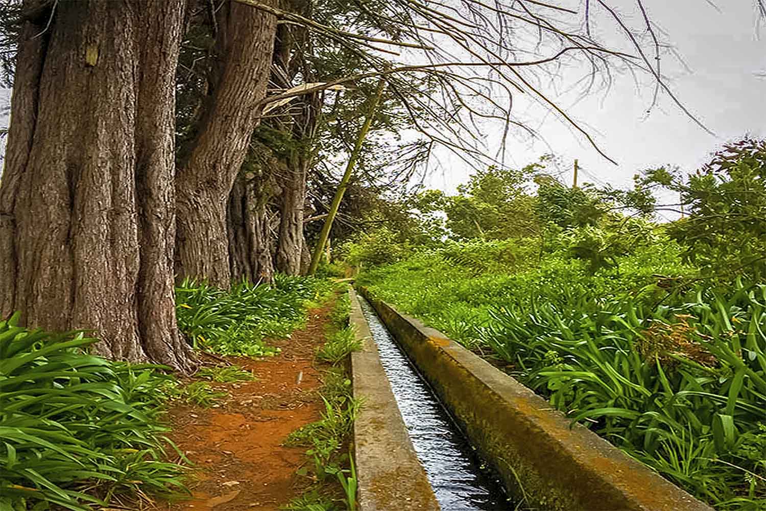 Levada Nova – Santo da Serra Walk