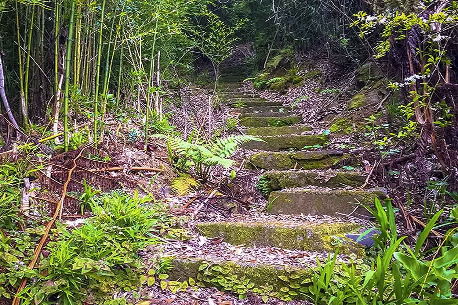 Levada Nova – Santo da Serra Walk