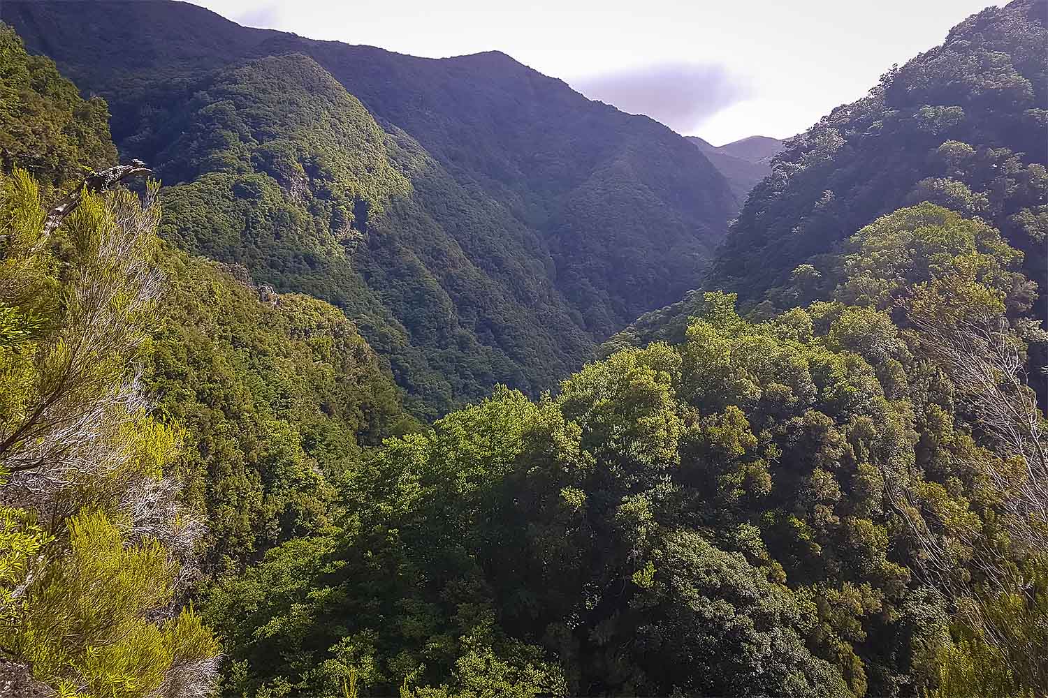 Levada Ribeira da Janela Walk