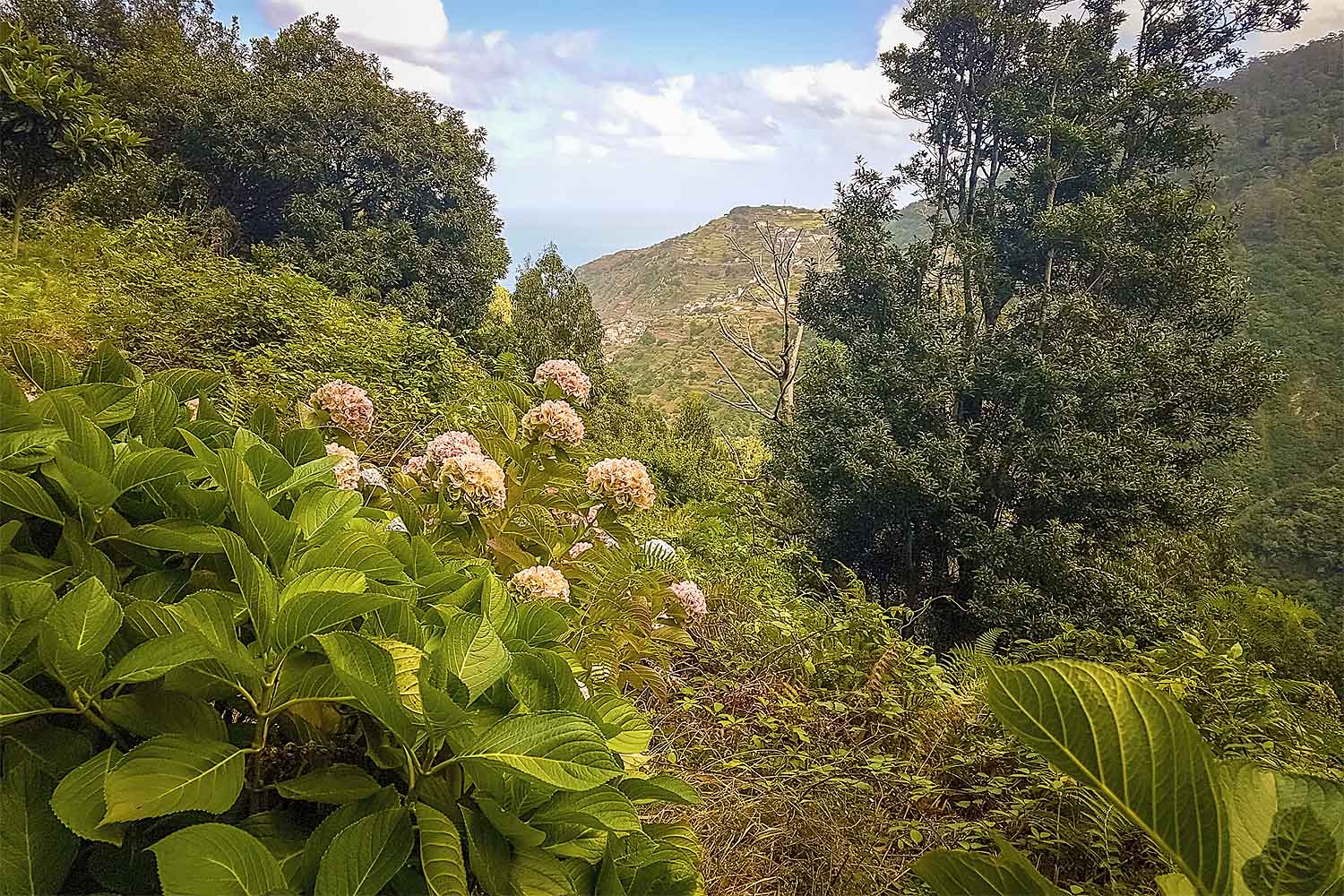 Levada Ribeira da Janela Walk
