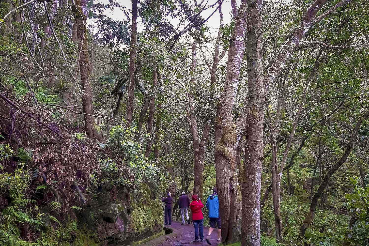 Ribeiro Frio – Chão das Feiteiras Walk