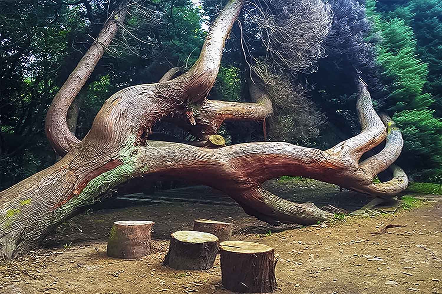 Santo da Serra – Levada da Serra do Faial Walk