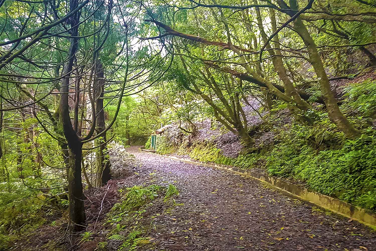 Santo da Serra – Ribeiro Frio Walk