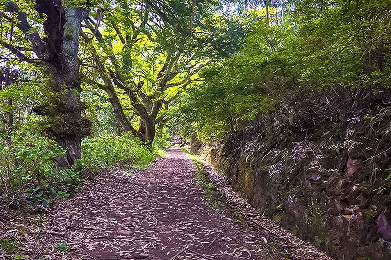 Santo da Serra – Levada da Serra do Faial Walk