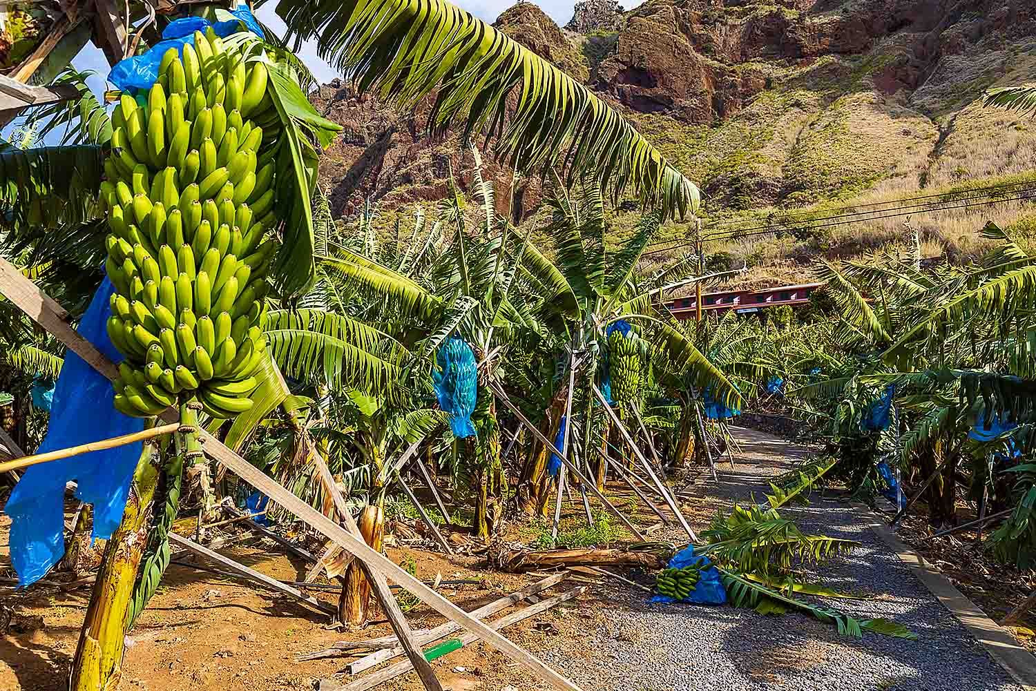 The Banana Tour