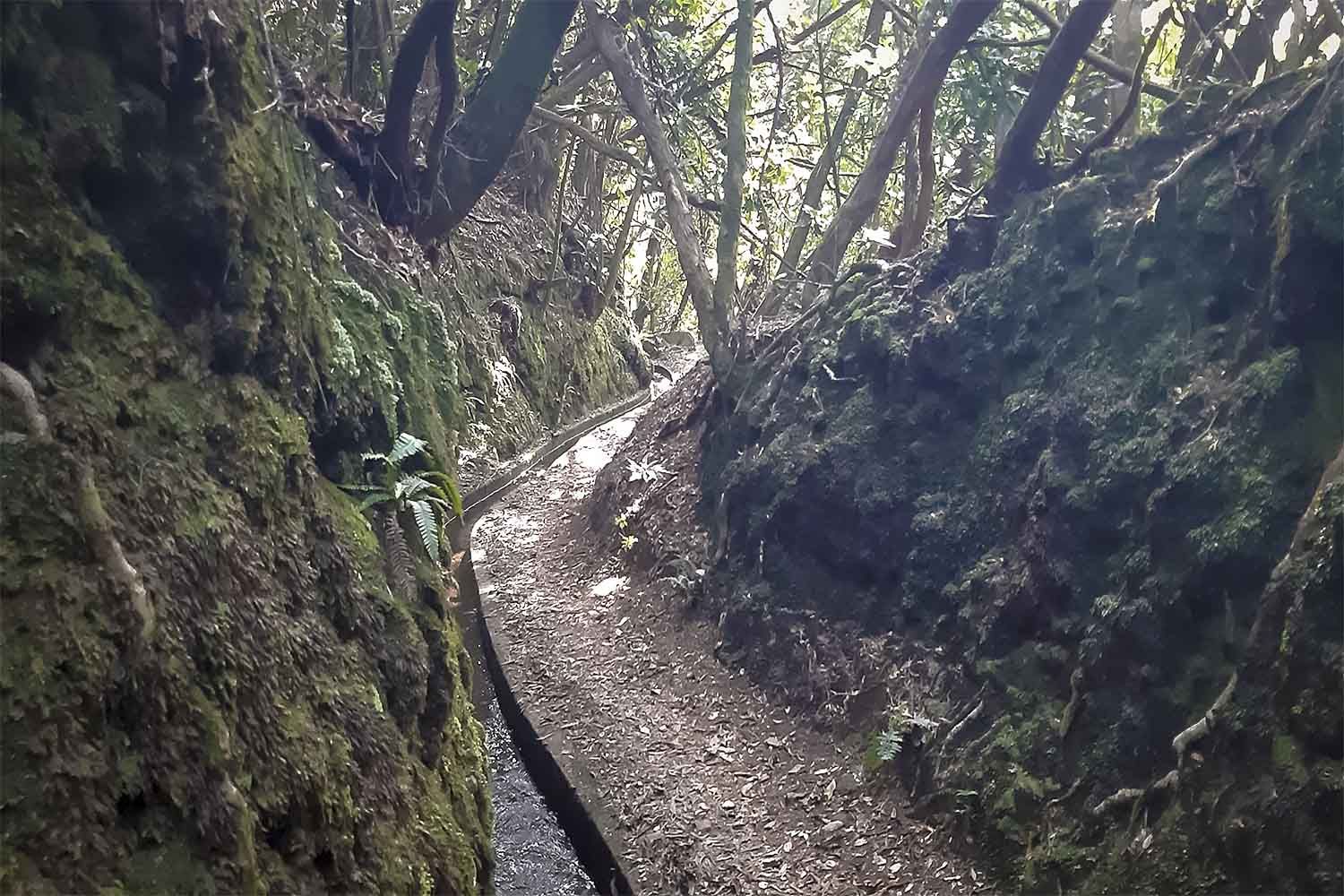 Levada dos Cedros – Fanal Walk